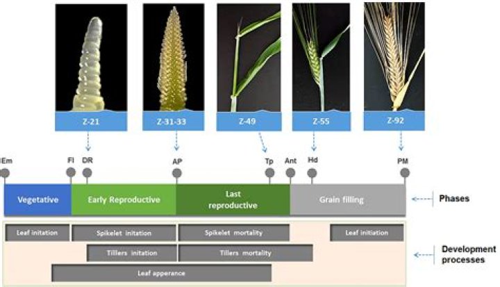 Essential Guide to the "Crop Doughy Nytt": Discover Its Unique Qualities and Importance