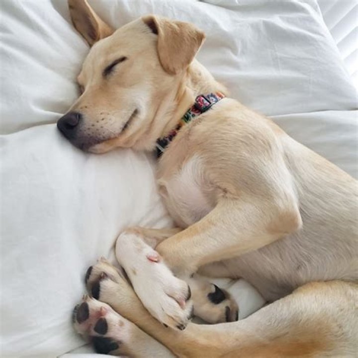 Nina Marie Daniele: The Rising Star of Social Media Influence